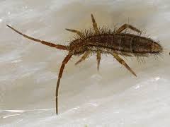 Attēlu rezultāti vaicājumam “Orchesella sp.”