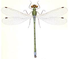 Attēlu rezultāti vaicājumam “Lestes dryas”