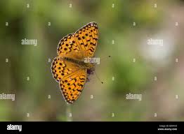 Attēlu rezultāti vaicājumam “Argynnis niobe underside”