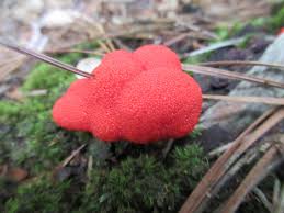 Attēlu rezultāti vaicājumam “Tubifera ferruginosa (subsp. ferruginosa) macro”