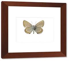 Attēlu rezultāti vaicājumam “Plebejus idas”