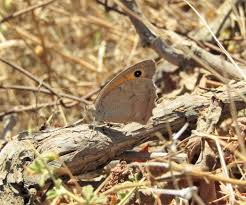 Attēlu rezultāti vaicājumam “Hyponephele lycaon male”
