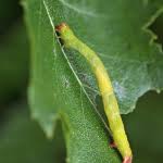 Attēlu rezultāti vaicājumam “Cyclophora albipunctata”
