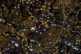 Attēlu rezultāti vaicājumam “Drepanocladus lycopodioides”