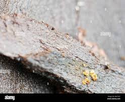 Attēlu rezultāti vaicājumam “Trichia contorta macro”