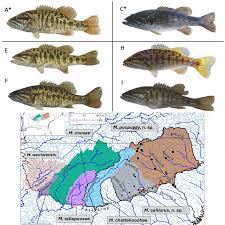 Image result for Micropterus