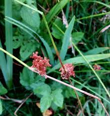Attēlu rezultāti vaicājumam “Juncus conglomeratus”