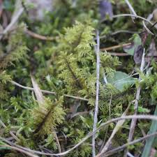 Attēlu rezultāti vaicājumam “Thuidium assimile”