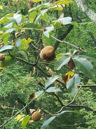 Attēlu rezultāti vaicājumam “Aesculus flava fruit”