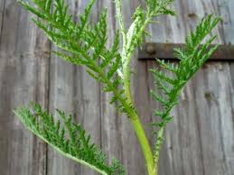 Image result for Tanacetum vulgare