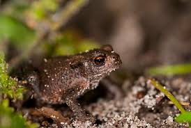 Attēlu rezultāti vaicājumam “Bufo bufo juvenile”