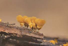 Attēlu rezultāti vaicājumam “Hemitrichia calyculata young”