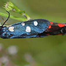 Attēlu rezultāti vaicājumam “Zygaena filipendulae exuvia”