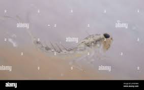 Attēlu rezultāti vaicājumam “Siphlonurus male”