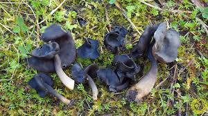 Attēlu rezultāti vaicājumam “Helvella atra”