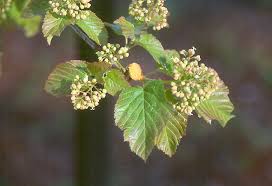 Attēlu rezultāti vaicājumam “Acer tataricum”
