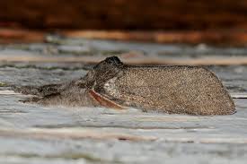 Attēlu rezultāti vaicājumam “Calliteara pudibunda”