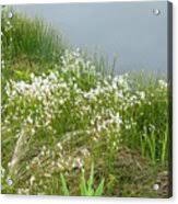 Attēlu rezultāti vaicājumam “Trichophorum alpinum fruit”