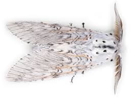 Attēlu rezultāti vaicājumam “Cerura vinula”