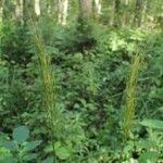 Attēlu rezultāti vaicājumam “Hordelymus europaeus fruit”