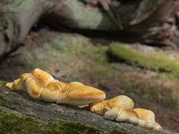 Attēlu rezultāti vaicājumam “Buglossoporus quercinus”