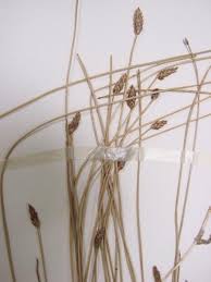 Attēlu rezultāti vaicājumam “Eleocharis uniglumis”