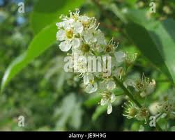 Attēlu rezultāti vaicājumam “Prunus serotina flower”