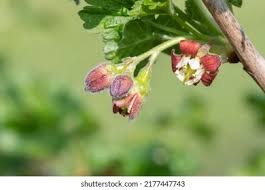 Attēlu rezultāti vaicājumam “Ribes uva-crispa flower”