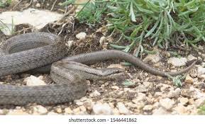 Attēlu rezultāti vaicājumam “Coronella austriaca adult”