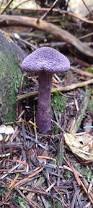 Attēlu rezultāti vaicājumam “Cortinarius violaceus”