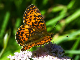 Attēlu rezultāti vaicājumam “Boloria titania underside”