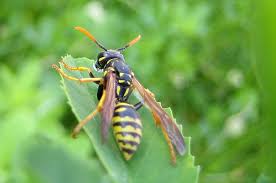 Attēlu rezultāti vaicājumam “Vespidae”