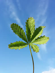 Attēlu rezultāti vaicājumam “Potentilla reptans leaf”