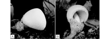 Attēlu rezultāti vaicājumam “Volvariella bombycina”