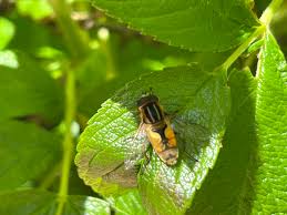 Attēlu rezultāti vaicājumam “Helophilus hybridus male”