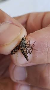 Attēlu rezultāti vaicājumam “Therevidae”