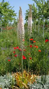 Image result for Steppenkerze