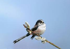 Attēlu rezultāti vaicājumam “Aegithalos caudatus”