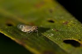 Attēlu rezultāti vaicājumam “Javesella pellucida”