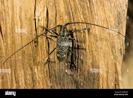 Attēlu rezultāti vaicājumam “Monochamus sutor”