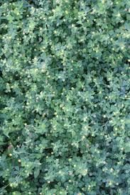 Attēlu rezultāti vaicājumam “Medicago lupulina bud”