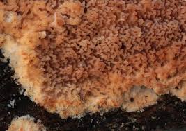 Attēlu rezultāti vaicājumam “Phlebia rufa”