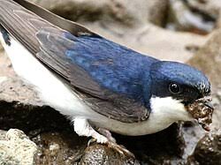 Attēlu rezultāti vaicājumam “Delichon urbicum adult”