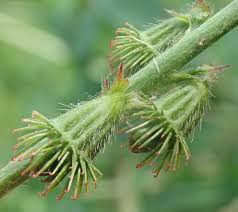 Attēlu rezultāti vaicājumam “Agrimonia eupatoria leaf”
