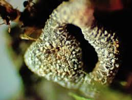 Attēlu rezultāti vaicājumam “Physarum luteolum young”