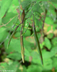 Attēlu rezultāti vaicājumam “Impatiens noli-tangere leaf”