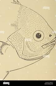 Image result for Schedophilus ovalis