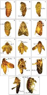Attēlu rezultāti vaicājumam “pupa”