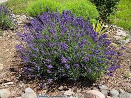 Attēlu rezultāti vaicājumam “Lavandula angustifolia”