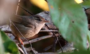 Image result for Phylloscopus schwarzi